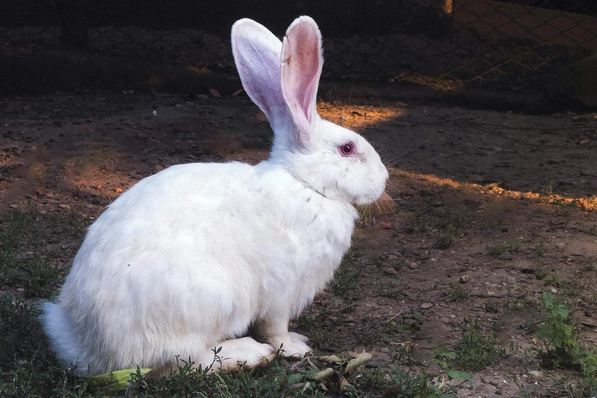 conejo blanco sentado en el suelo